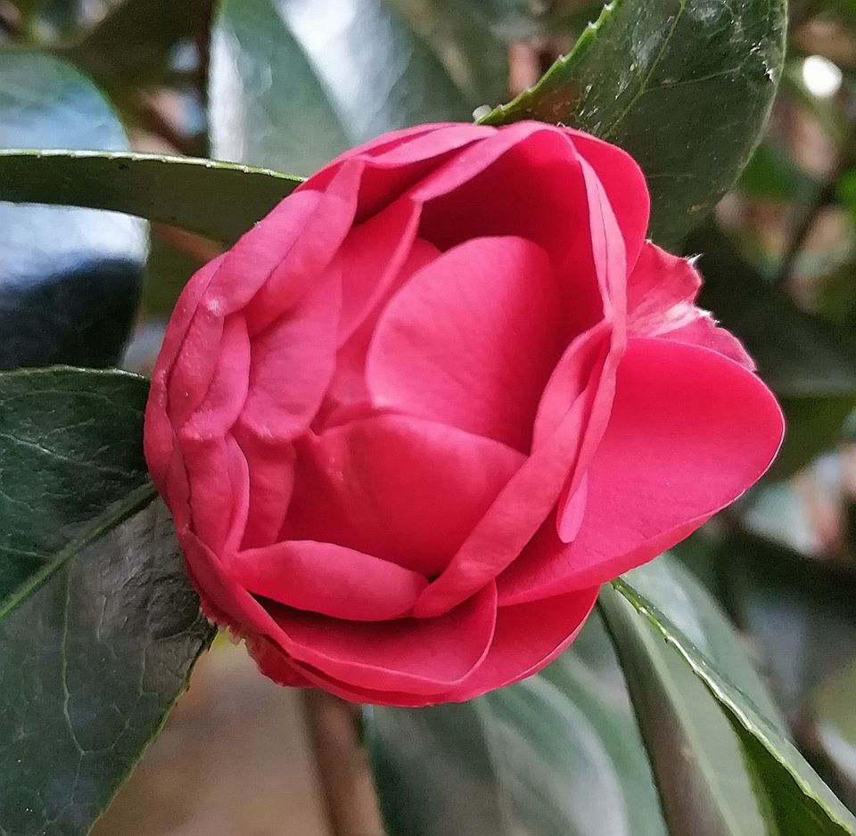 camelia rossa