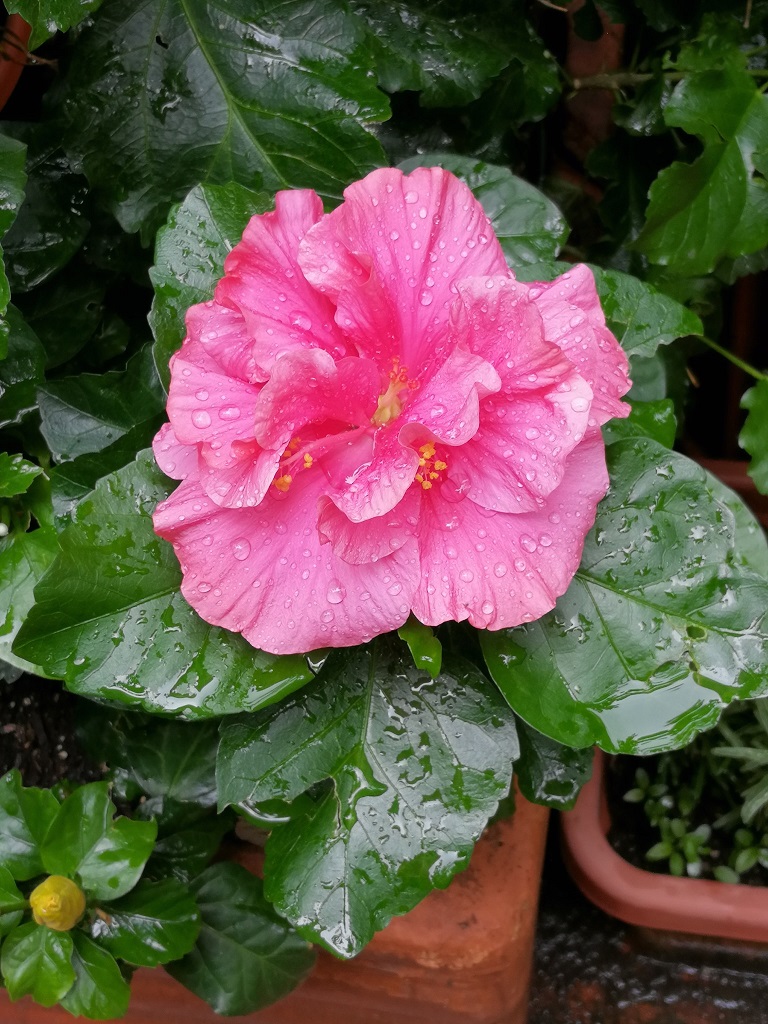 ibiscus