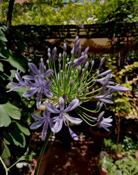 agapanto in fiore