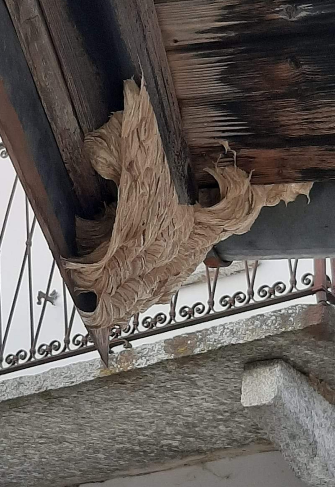 nido dei calabroni