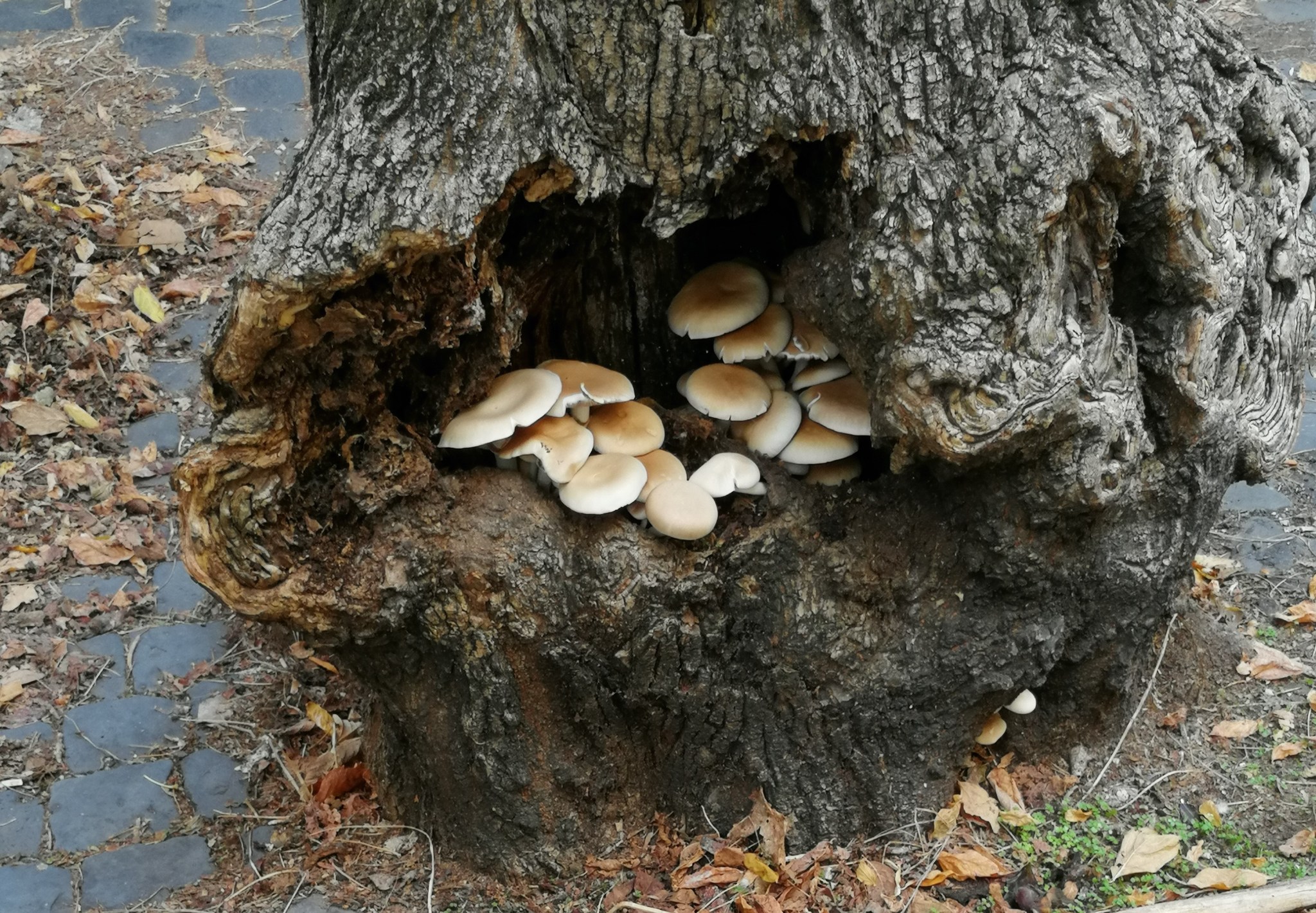 funghi a via Farnese
