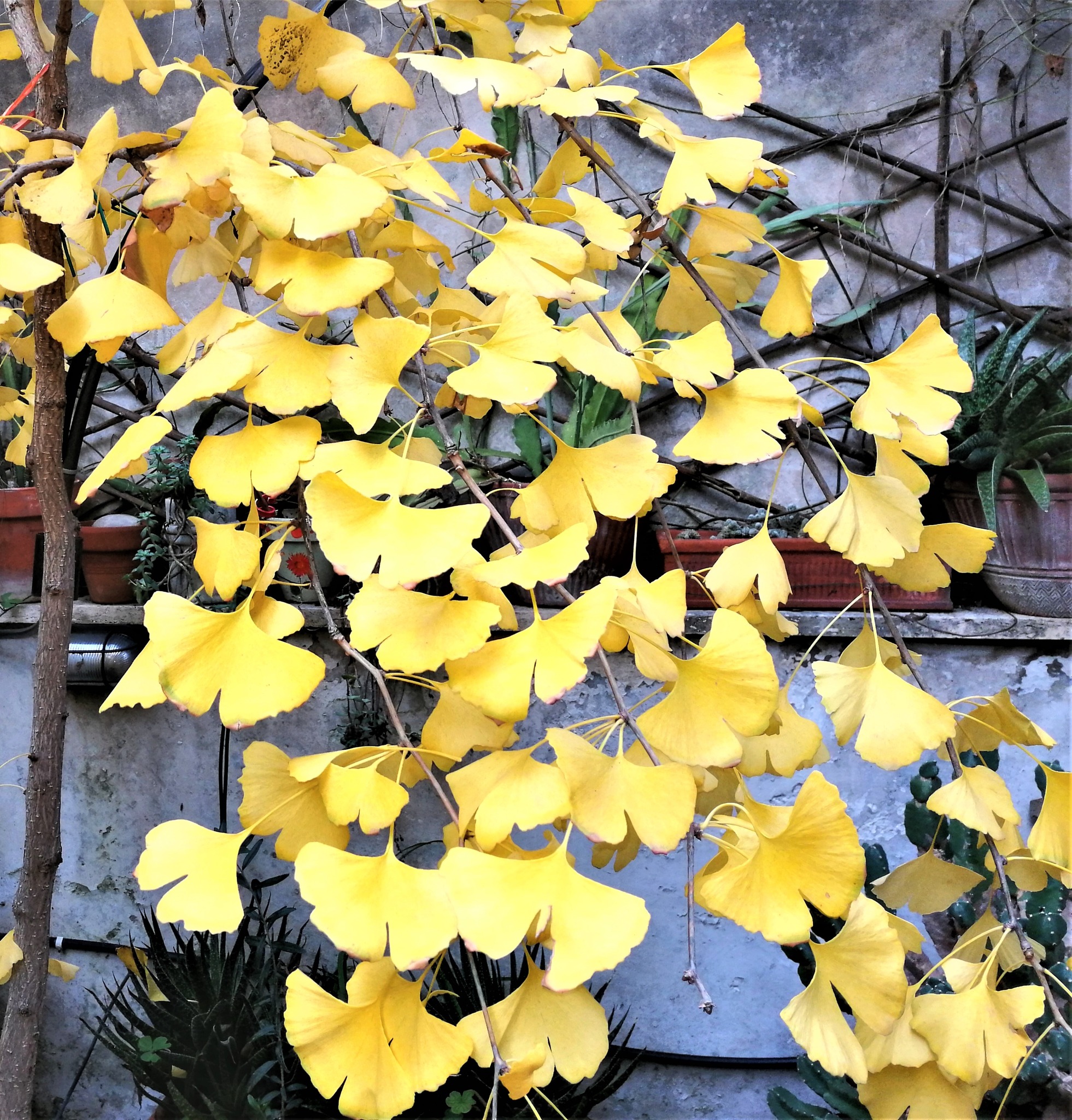 Ginco biloba