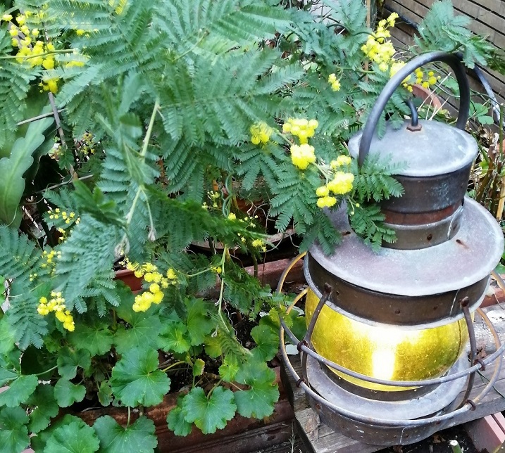 mimosa