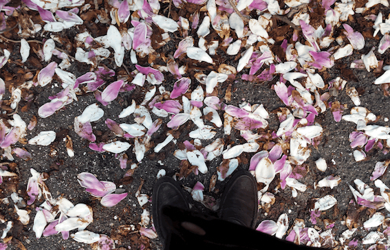 magnolia
